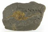 Ordovician Carpoid Fossil - Ktaoua Formation, Morocco #312744-1